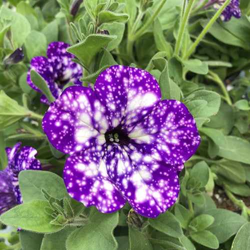 Petunia Headliner™ Night Sky 4''