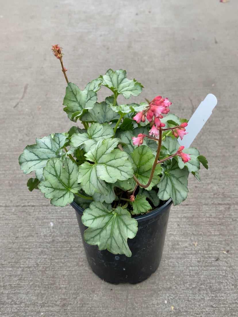 Heuchera ‘LittleCutie Shimmer’ Qt.