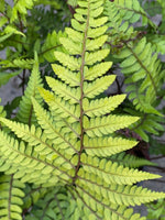 Athyrium Eared Lady Fern