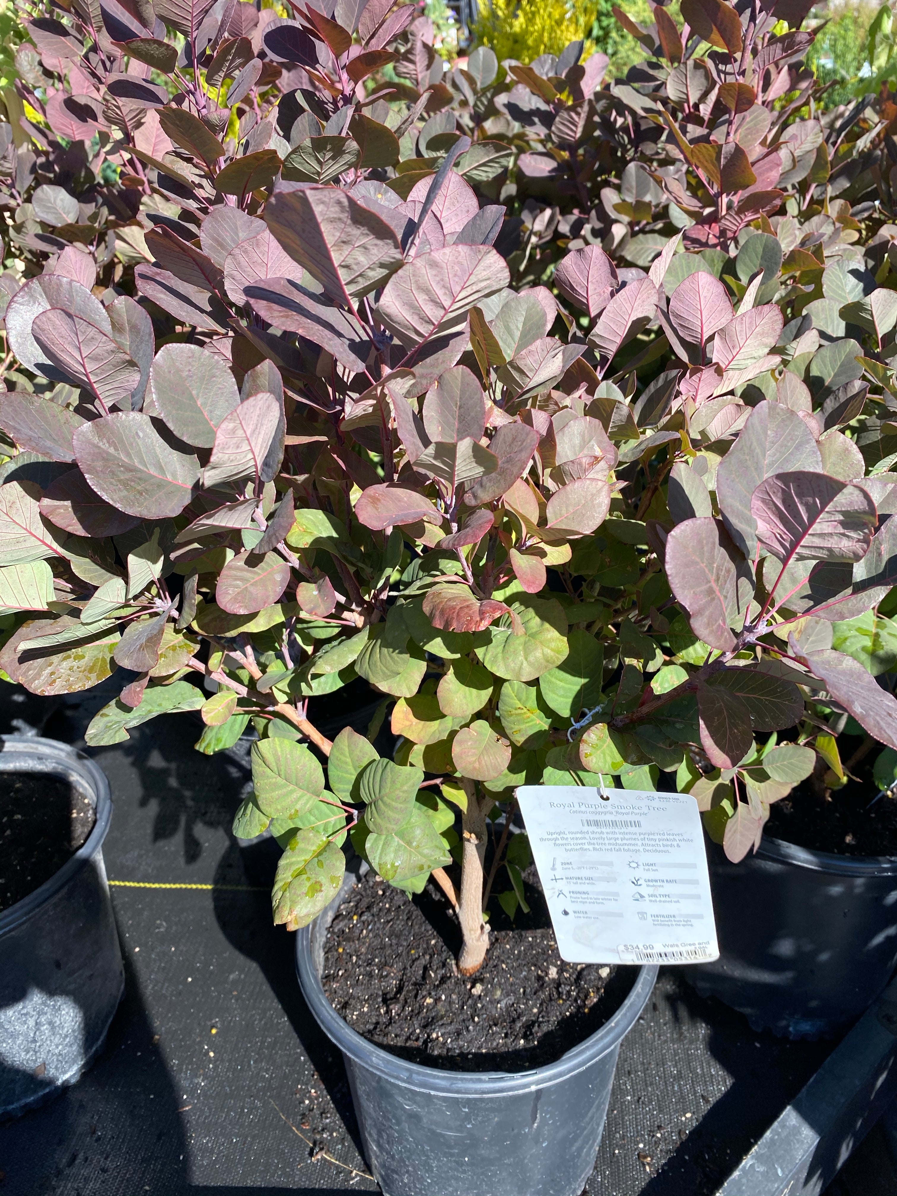 Watson's Greenhouse 
