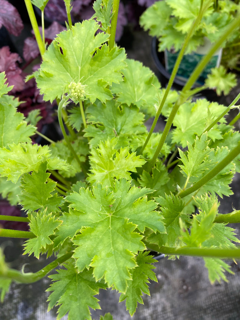 Heuchera 'Apple Crisp' Qt.