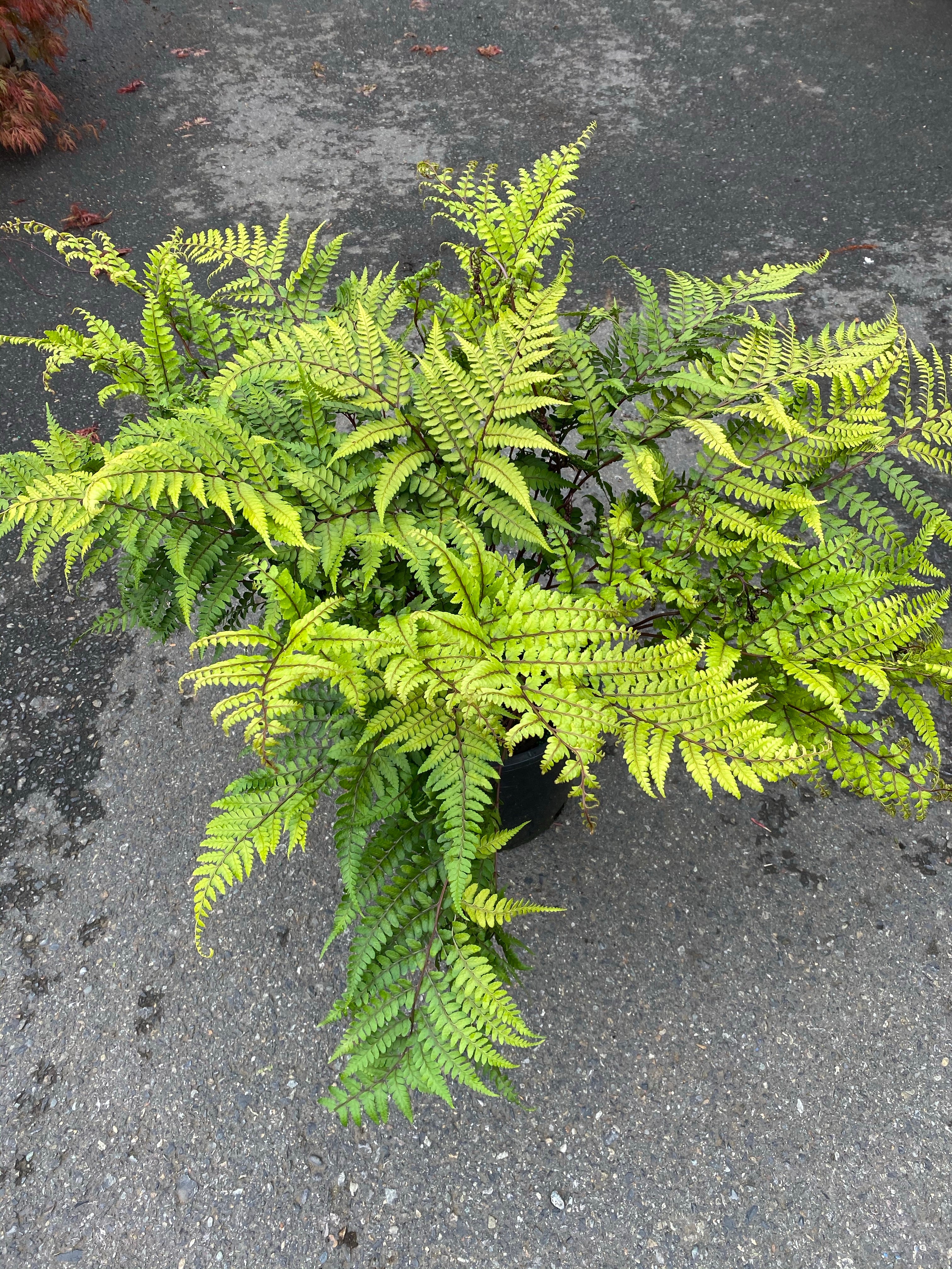 Athyrium Eared Lady Fern