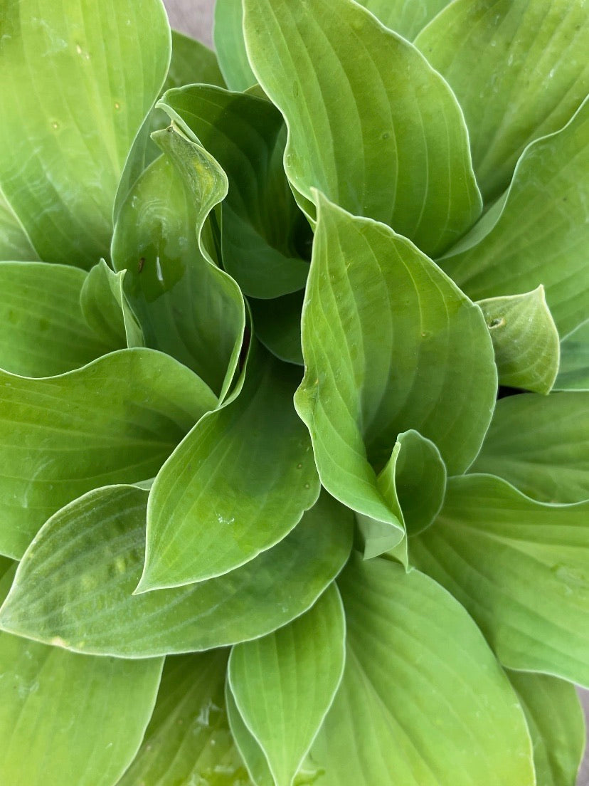 Hosta August Moon 1G