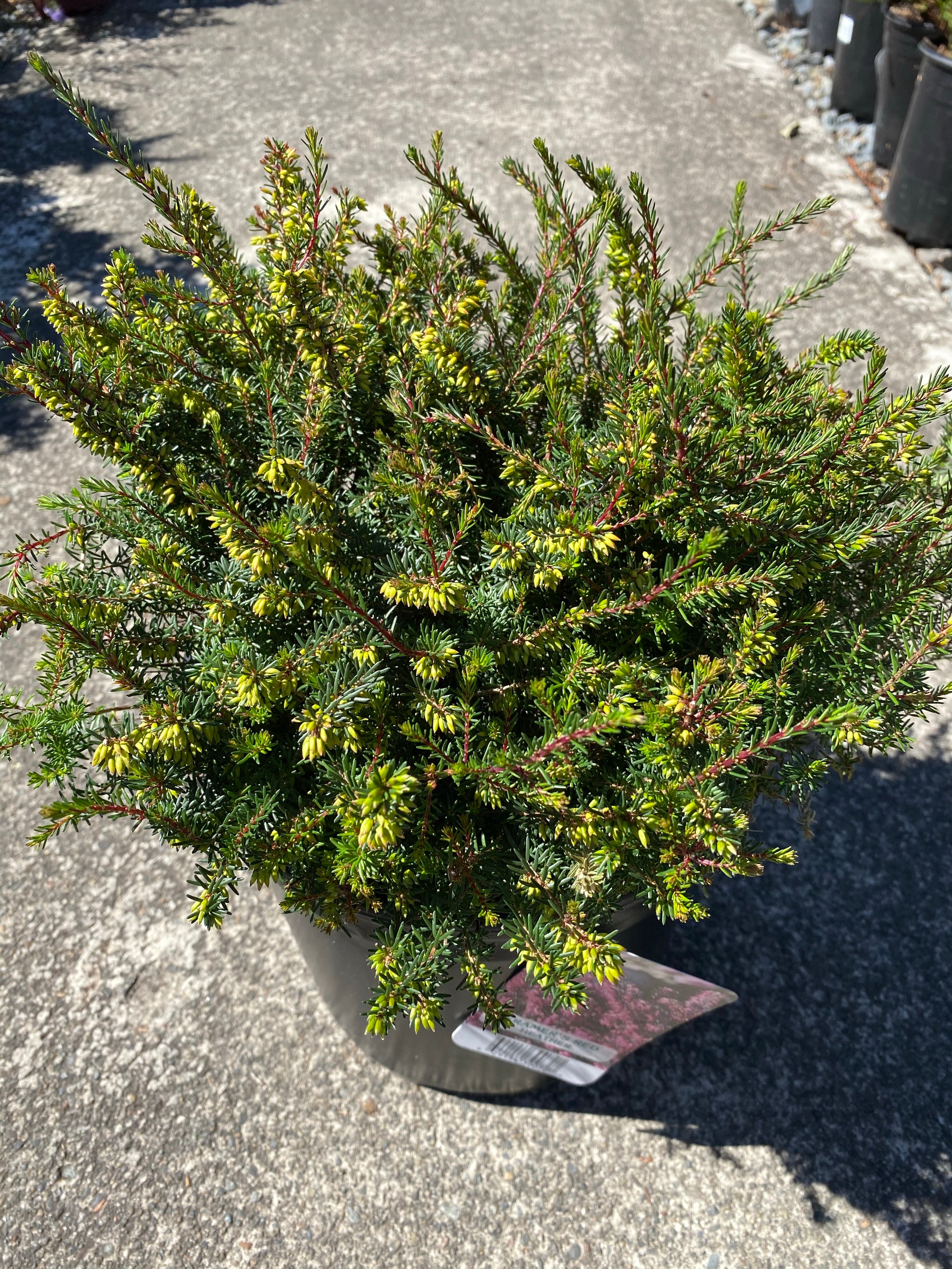 Erica ‘Kraemers Red’