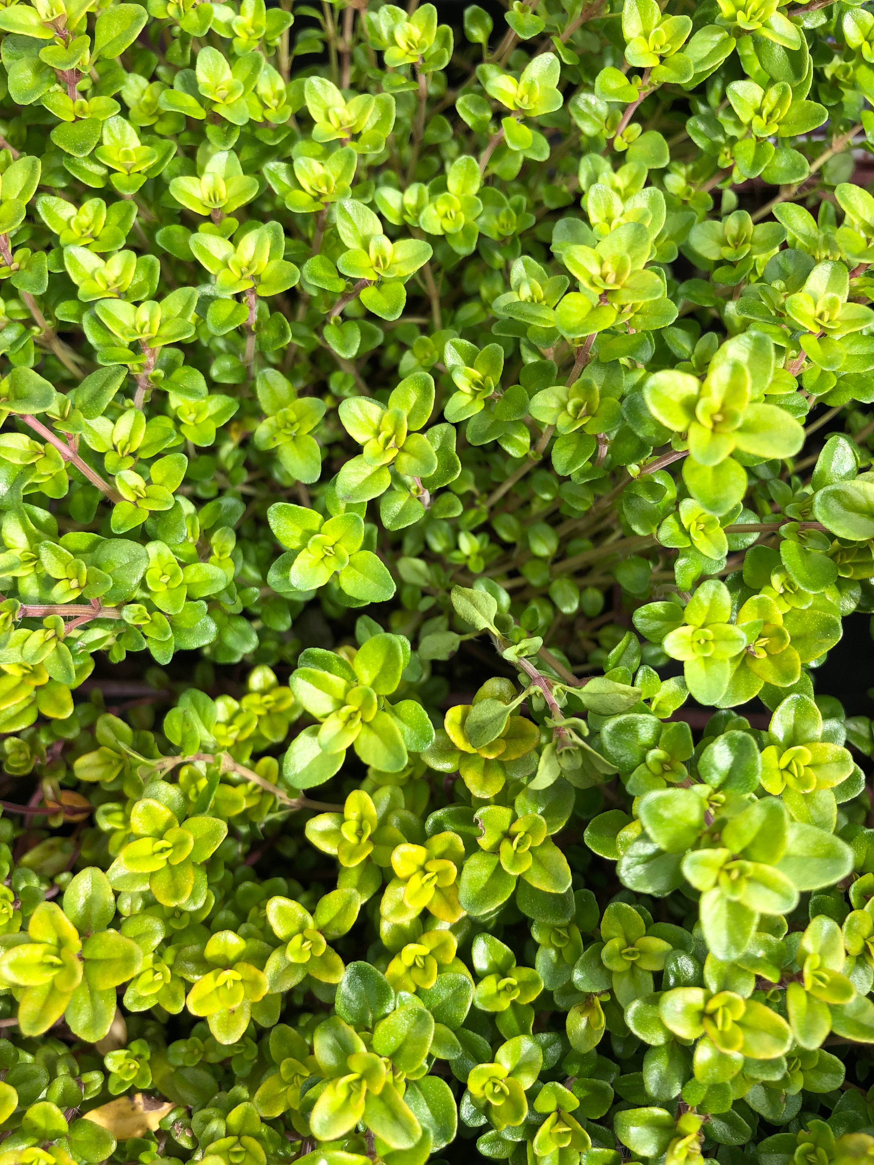 Watson's Greenhouse 