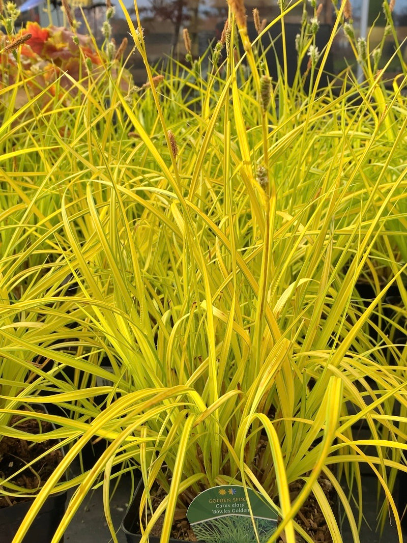 Carex Sedge Golden Bowles 1G