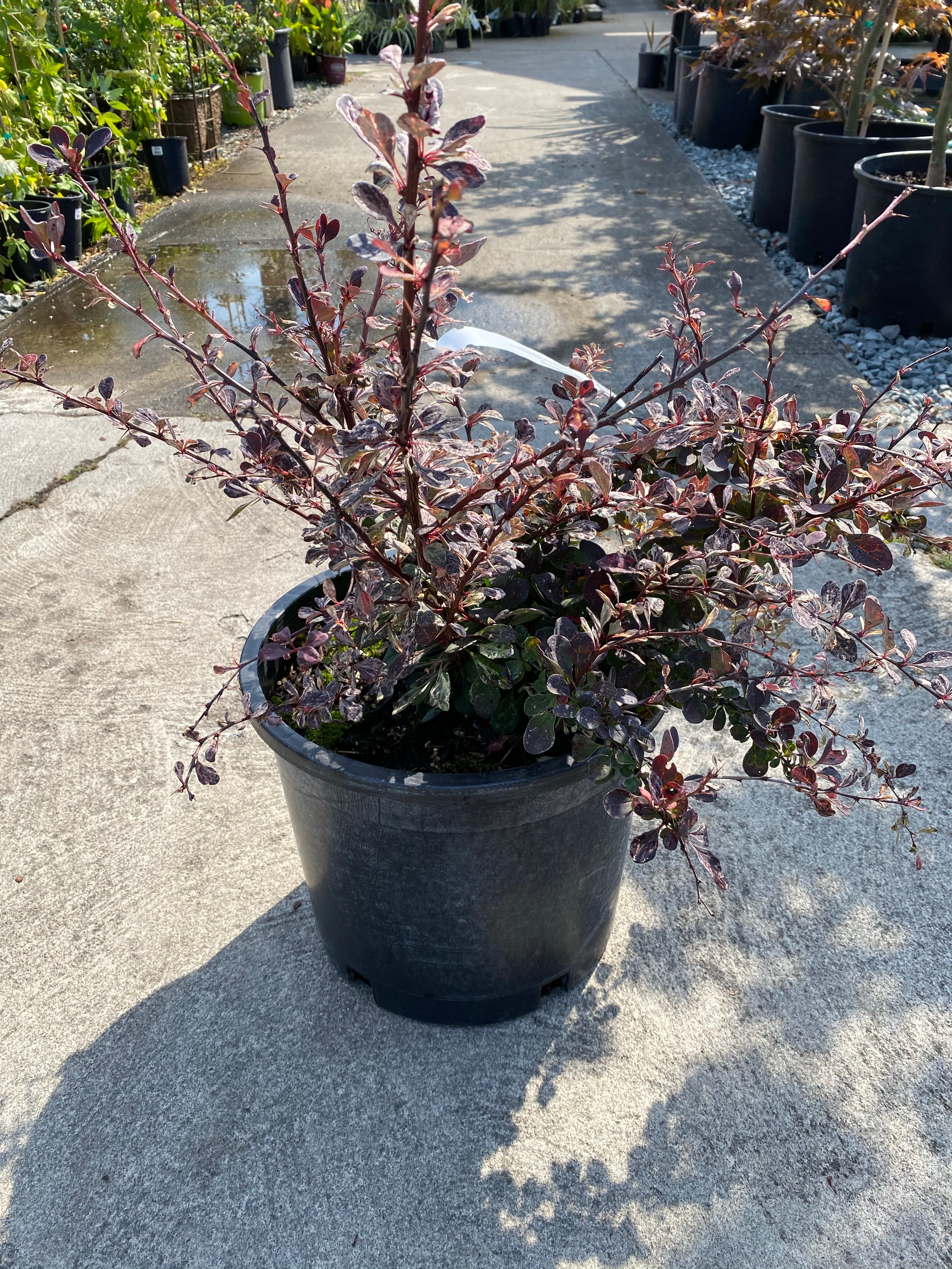 Barberry ‘Rose Glow’ 2G