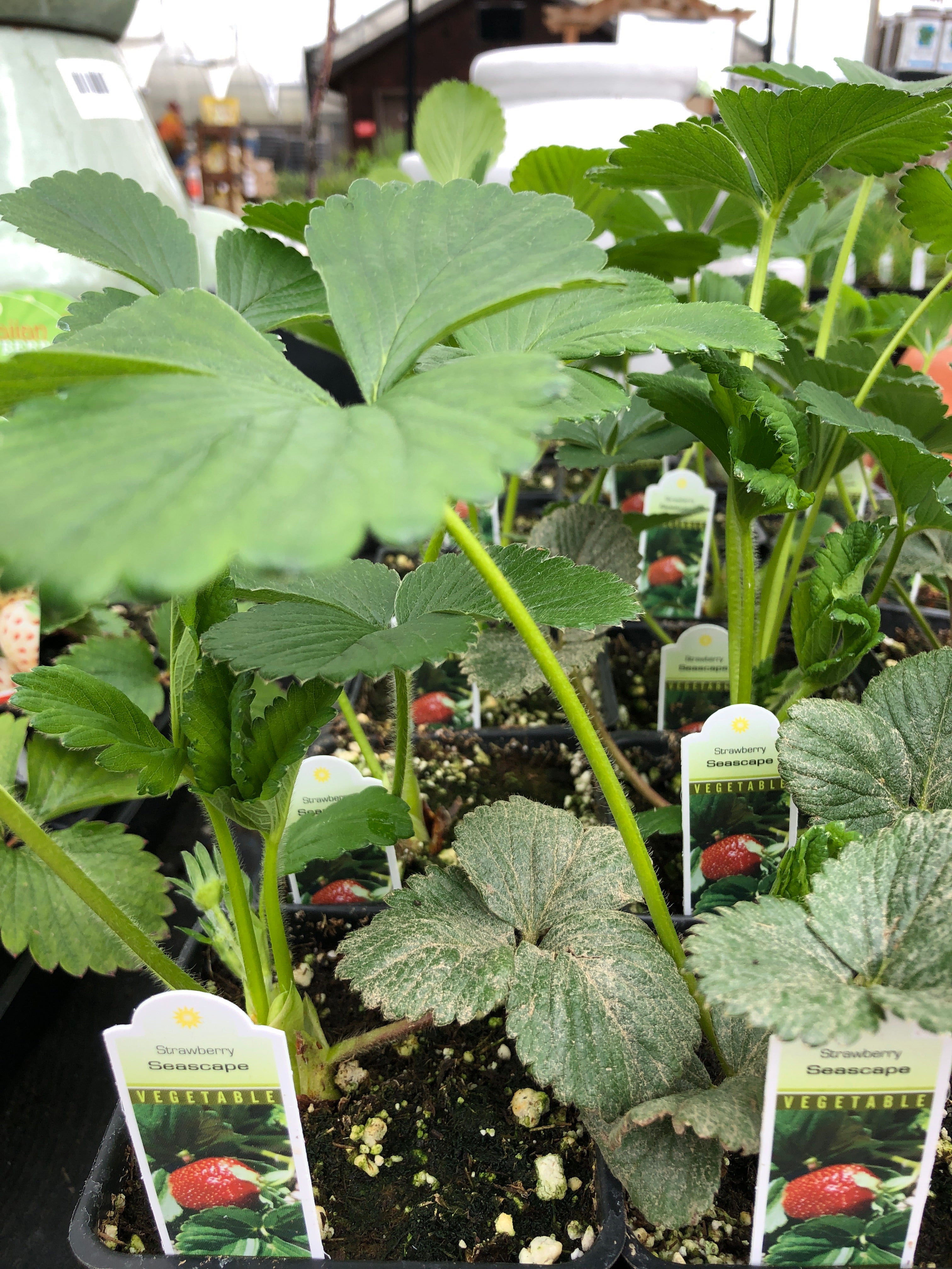 Strawberry Everbearing 'Seascape' 4”