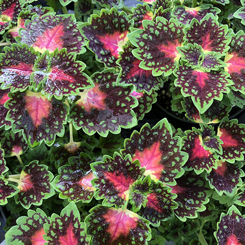 Coleus Lava™ Rose 4”