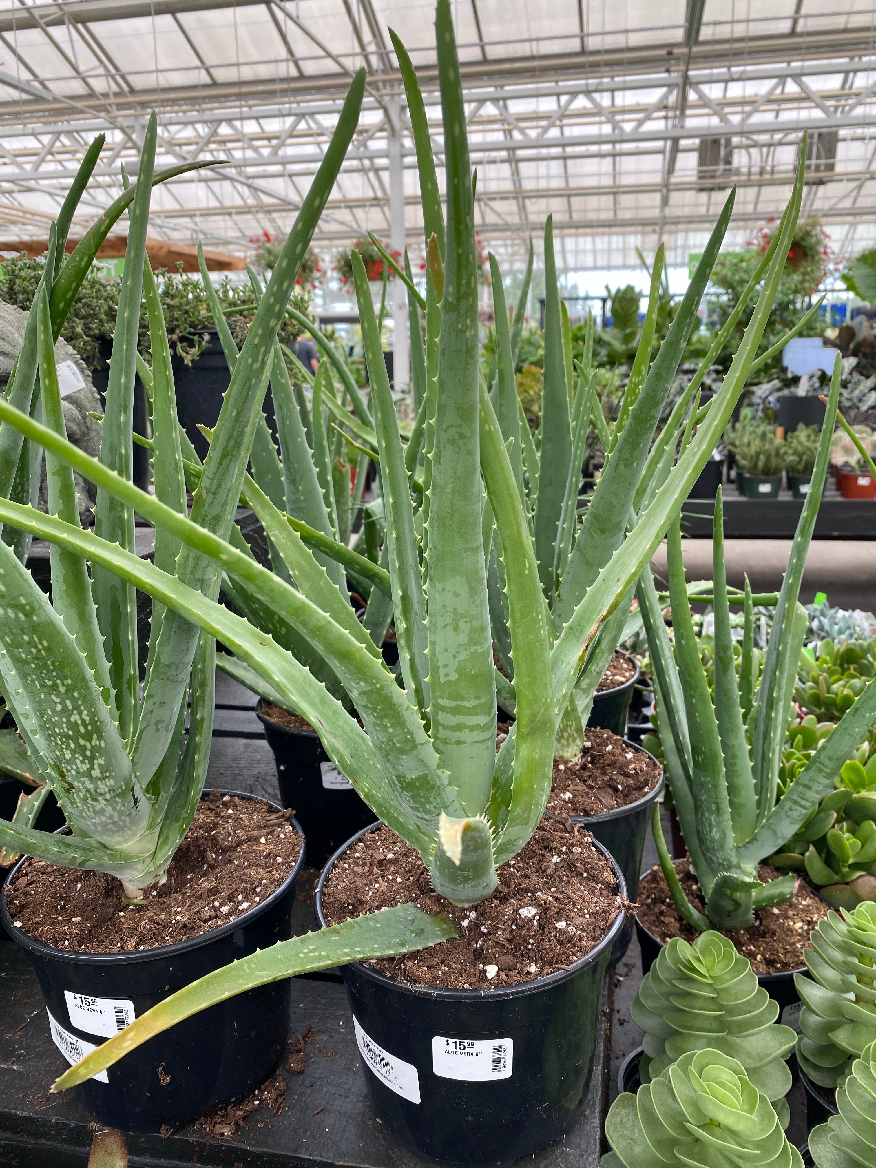 Aloe Vera 4