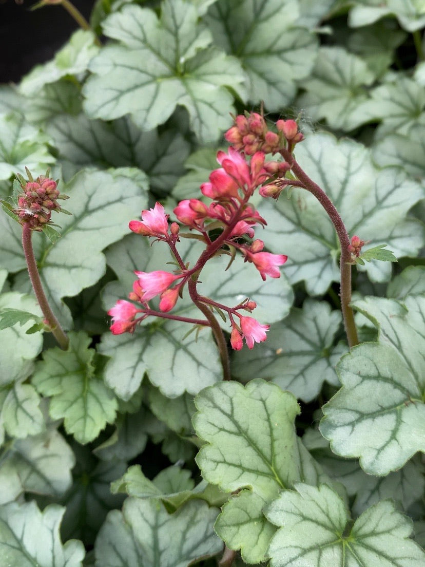 Heuchera ‘LittleCutie Shimmer’ Qt.