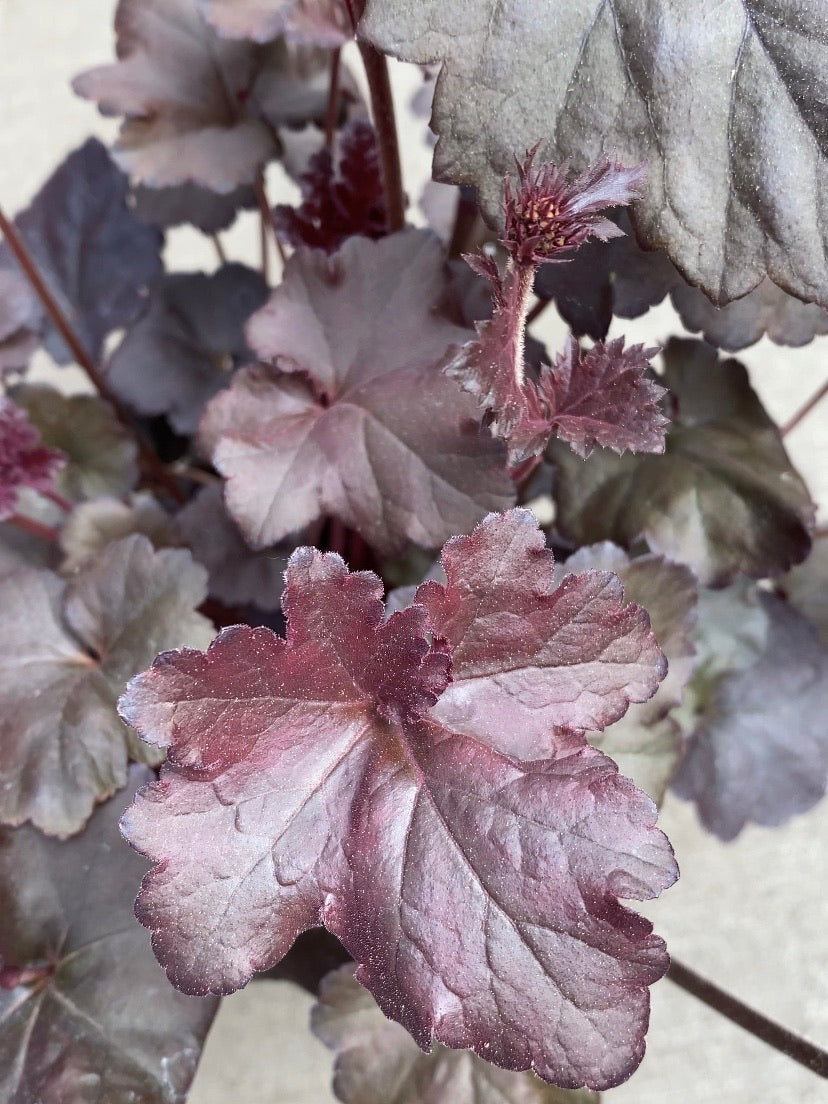 Heuchera 'Obsidian'