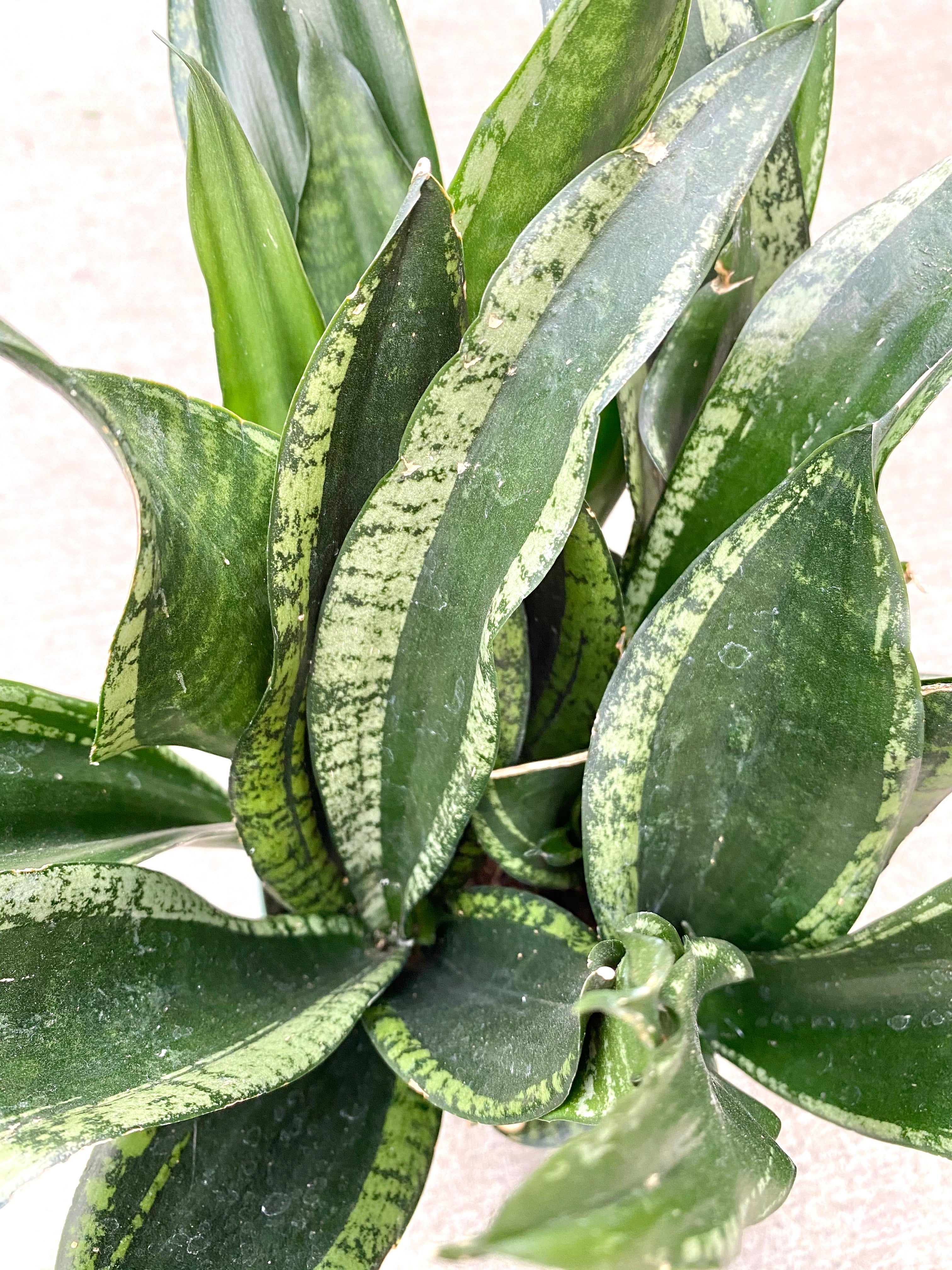 Sansevieria Whitney 6