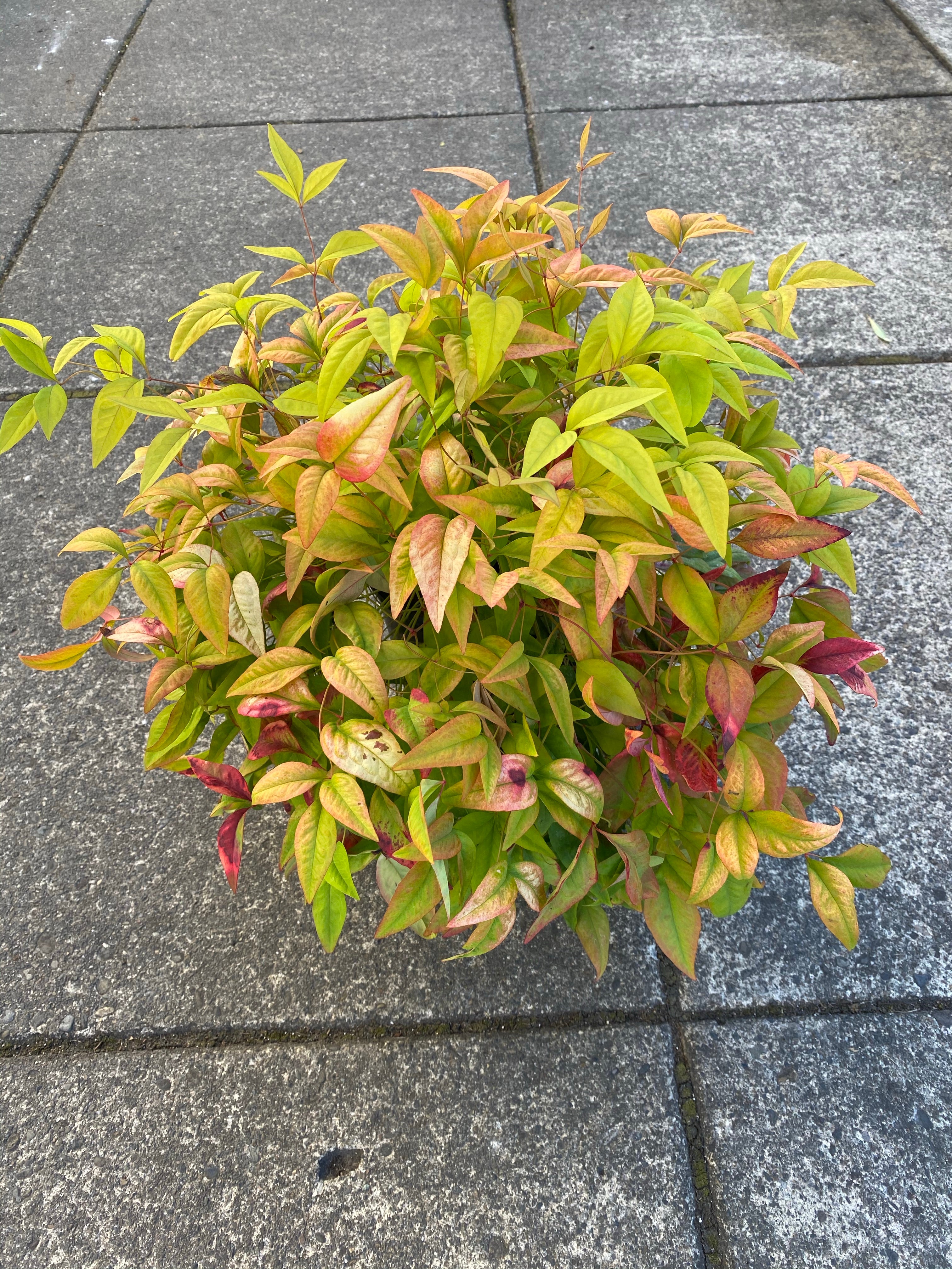 Nandina 'Fire power'