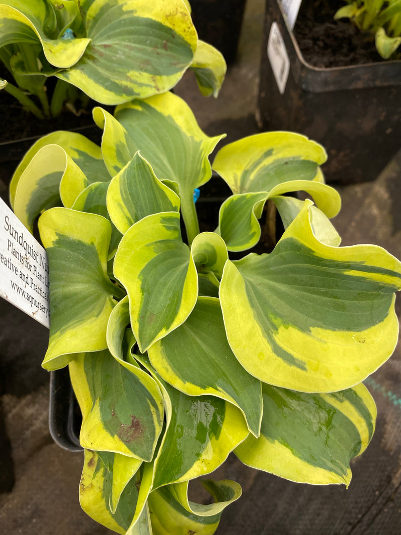 Hosta Mighty Mouse Qt.