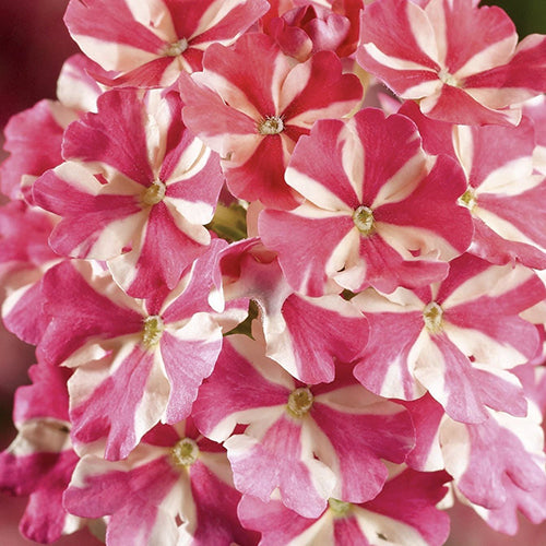 Verbena Lanai® Compact Red Star 4"