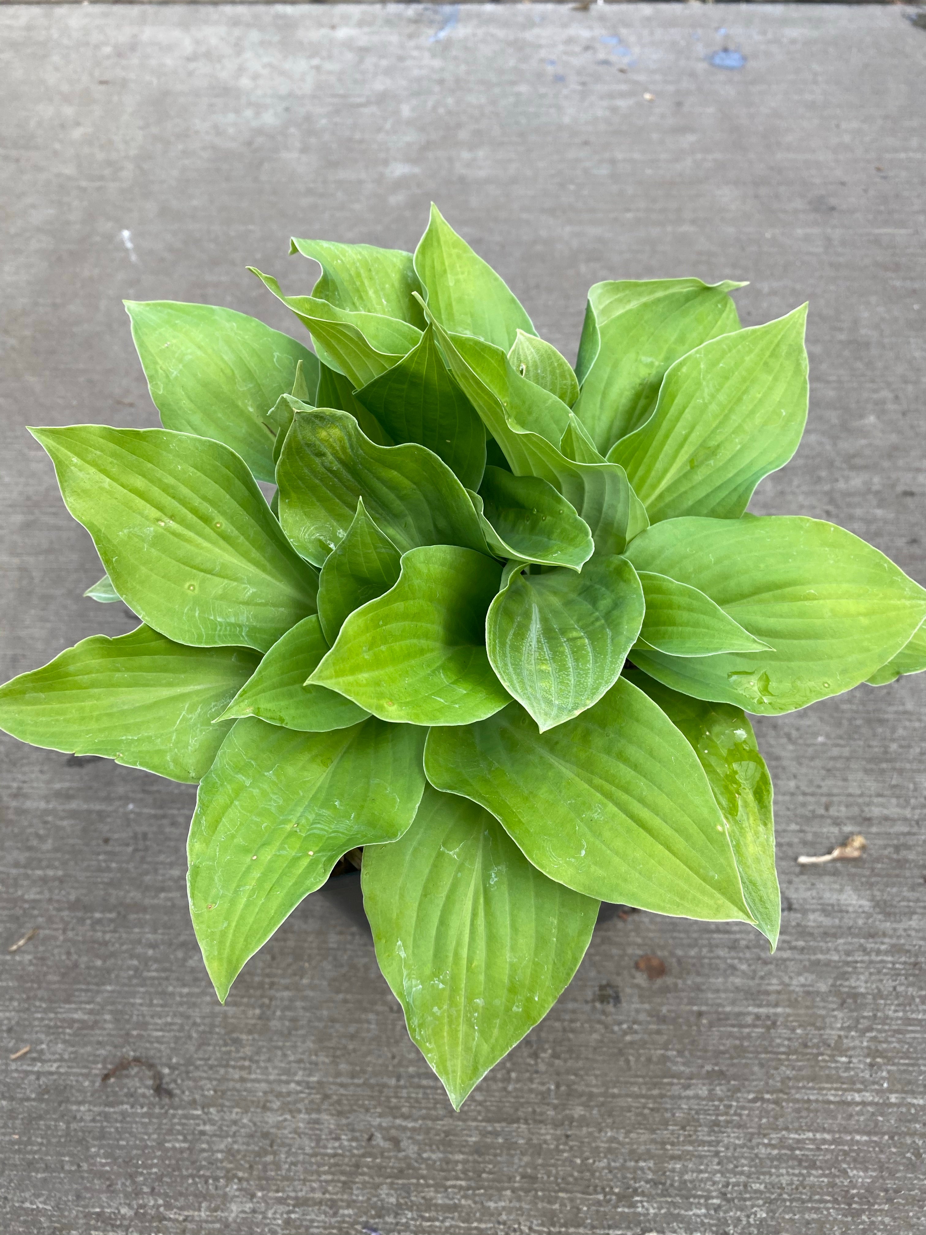 Hosta August Moon 1G