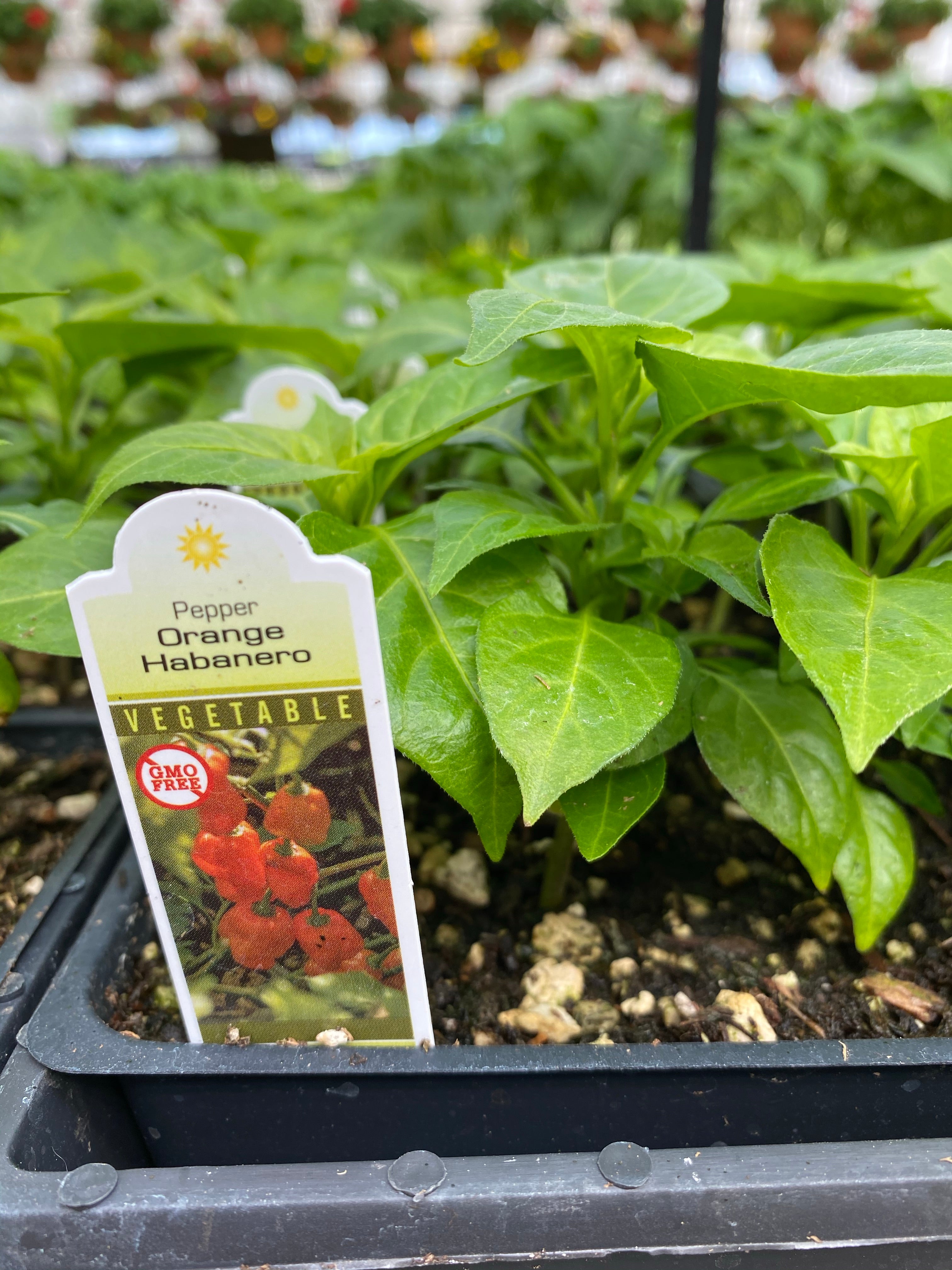 Watson's Greenhouse 