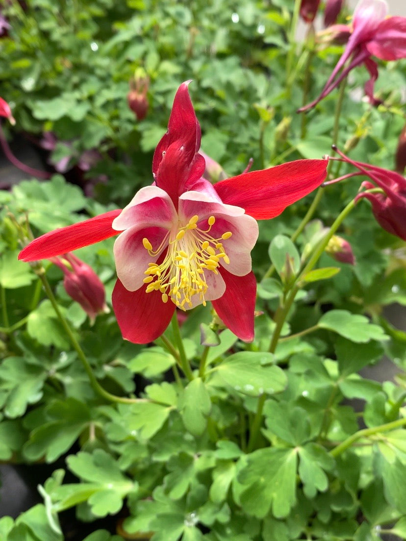 Aquilegia Kirigami™ Red & White Qt.
