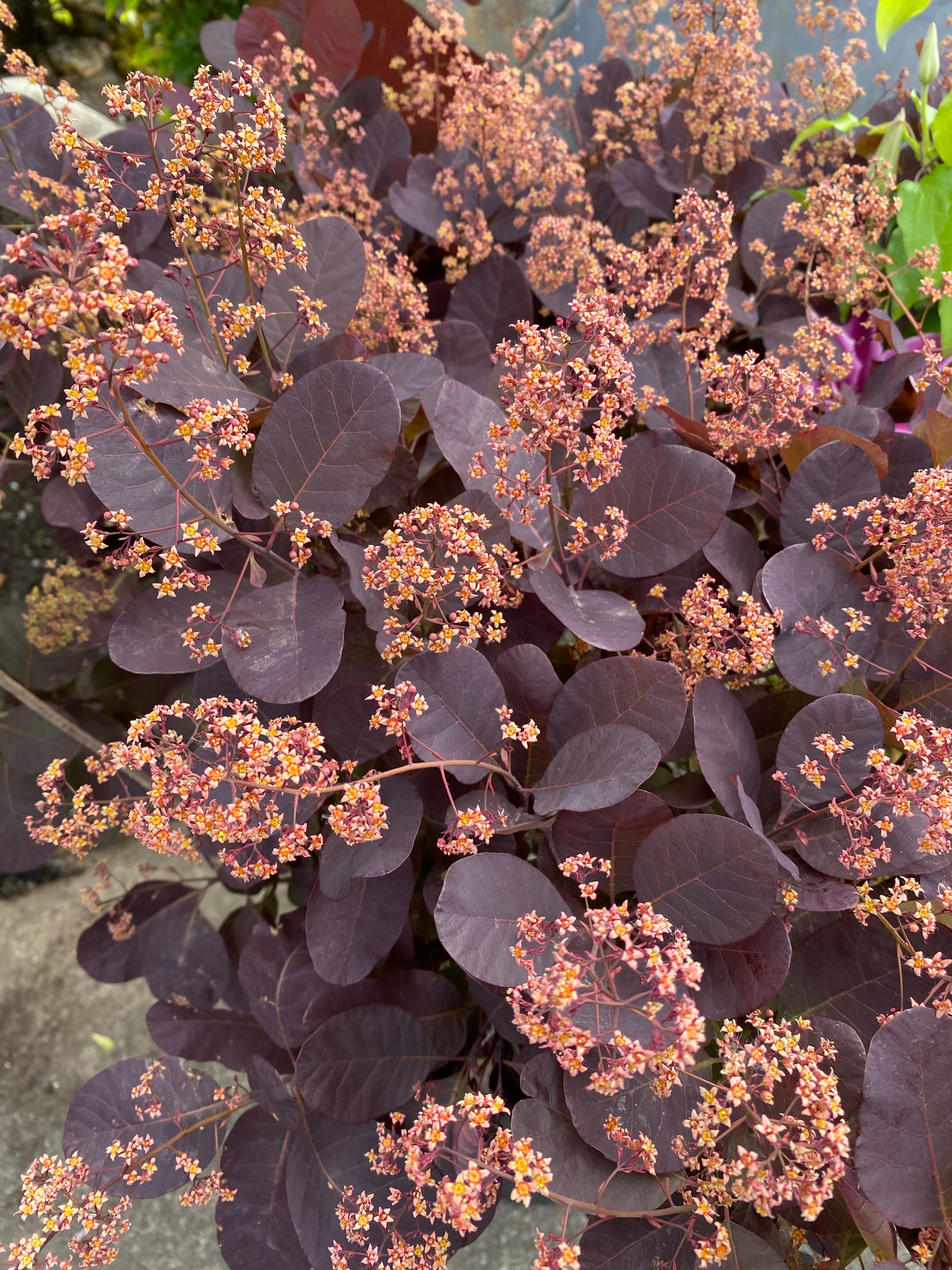 Royal Purple Smoke Bush 2G