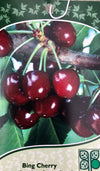Cherry Bing - Dwarf
