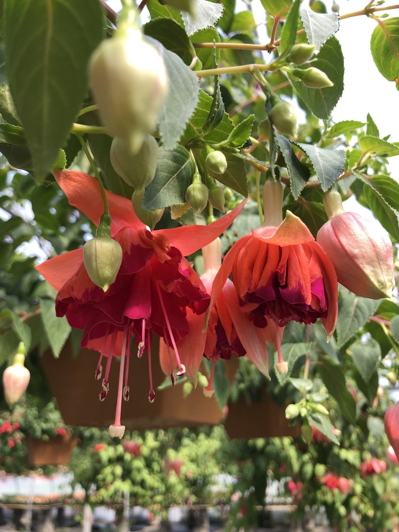 Watson's Greenhouse 