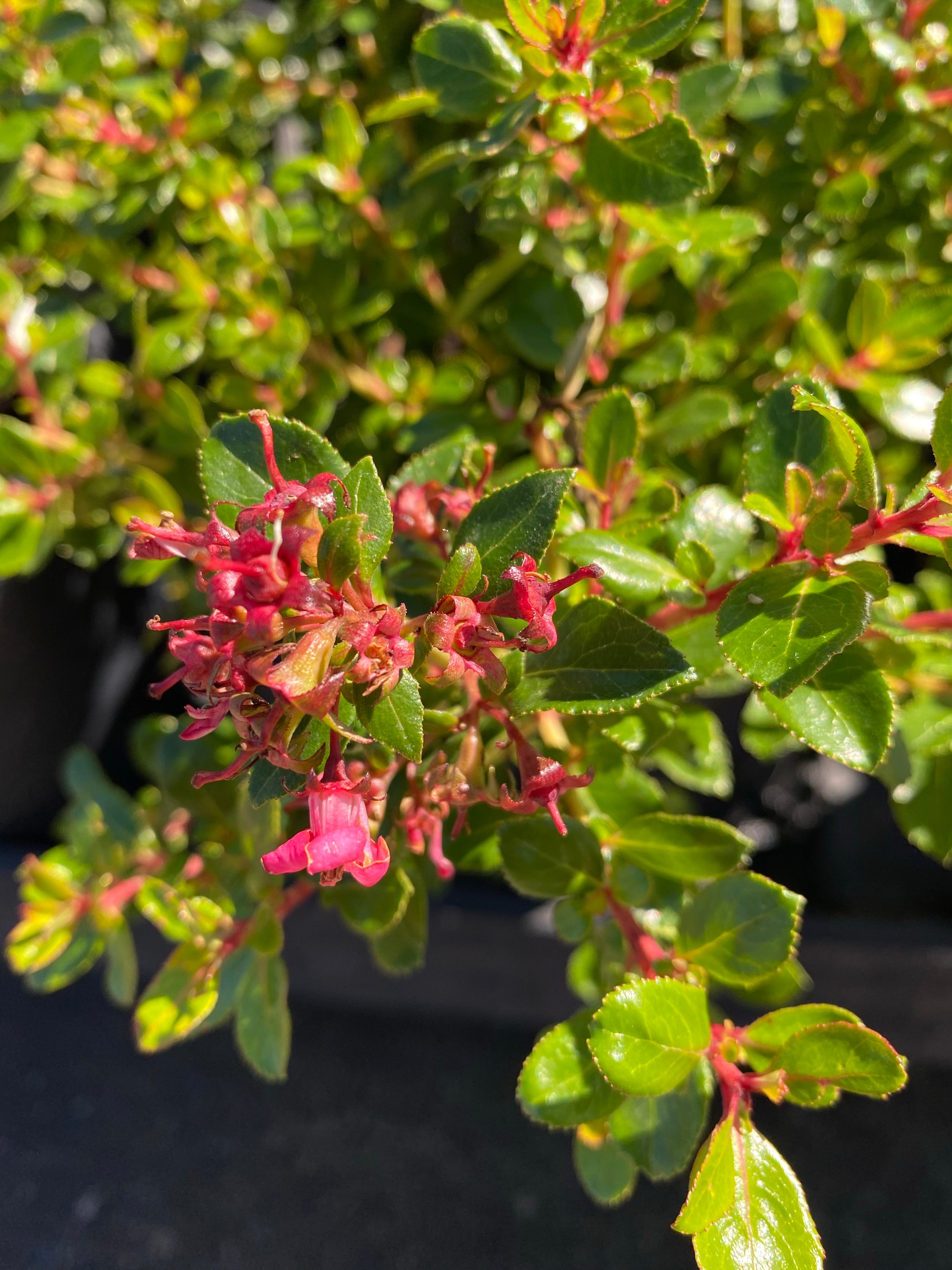 Watson's Greenhouse 