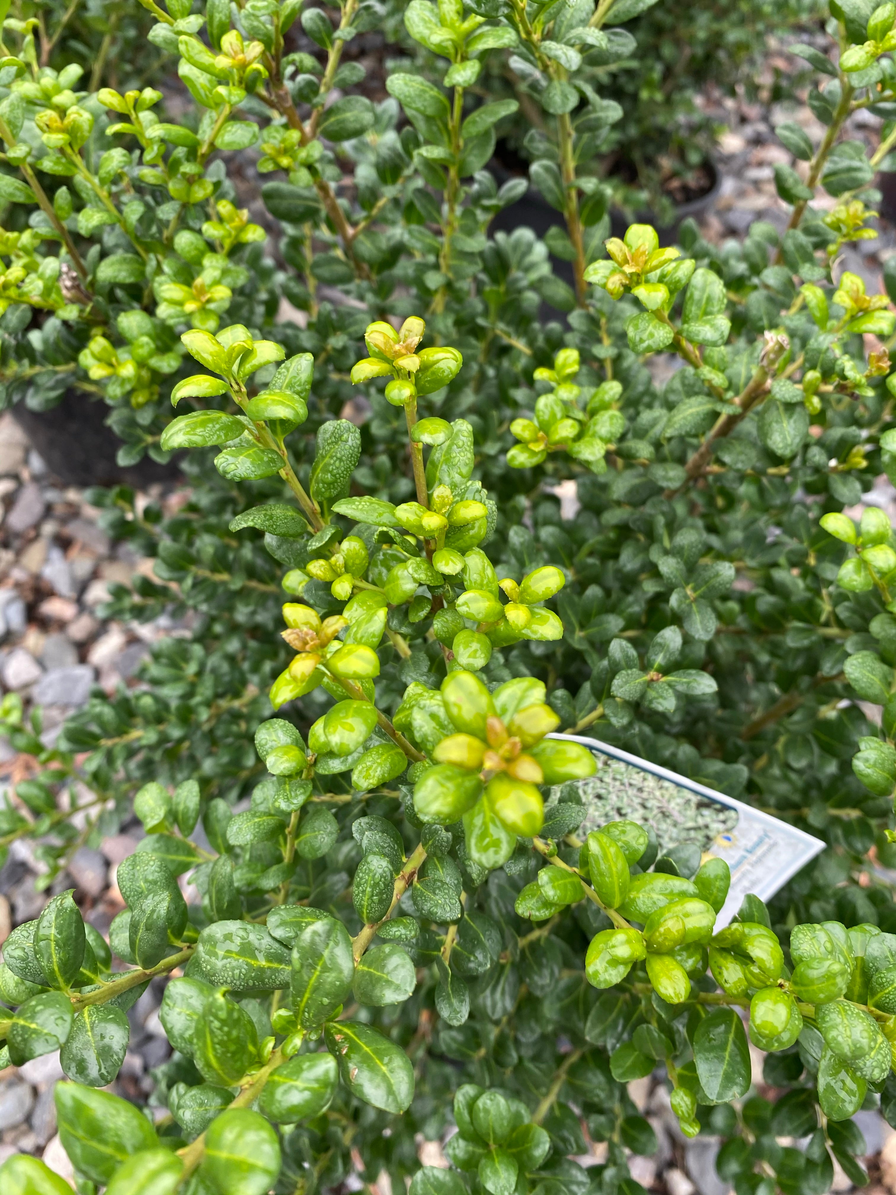 Watson's Greenhouse 