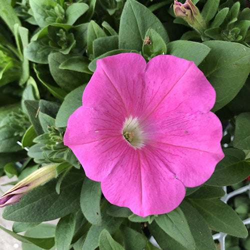 Watson's Greenhouse 