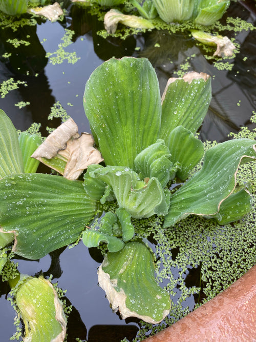 Water Lettuce