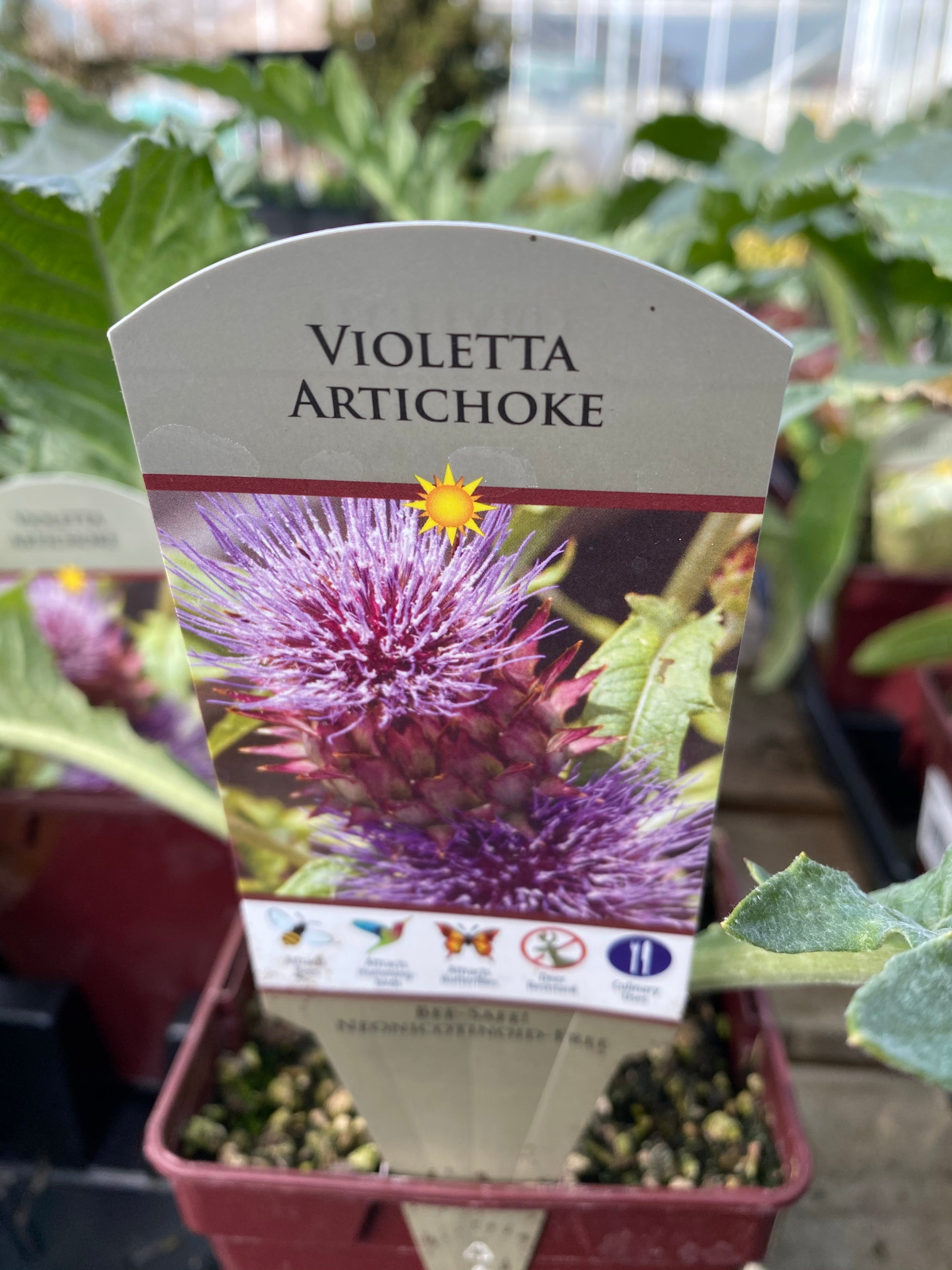 Artichoke Violet