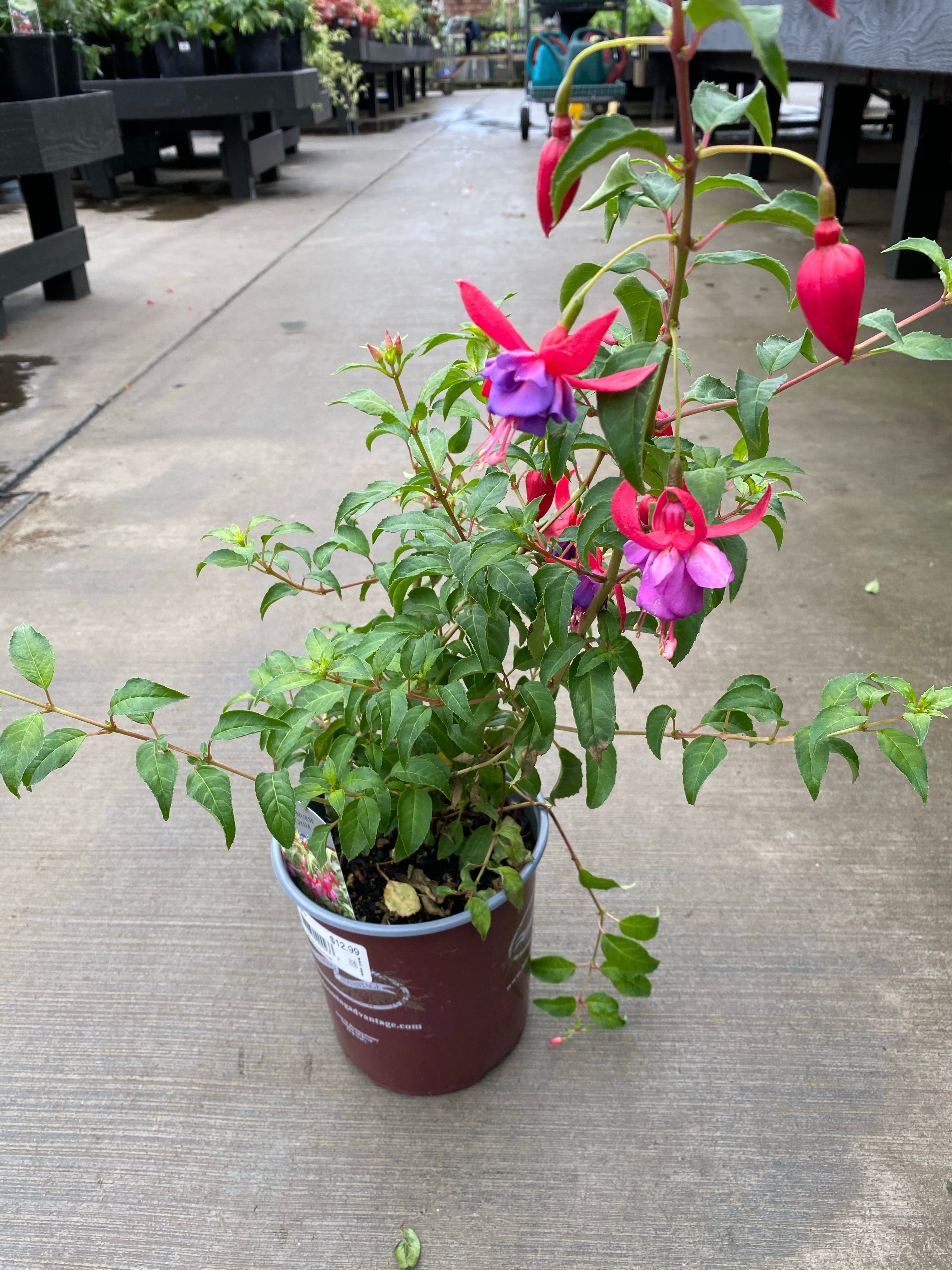 Hardy Fuchsia ‘Army Nurse’ 1G