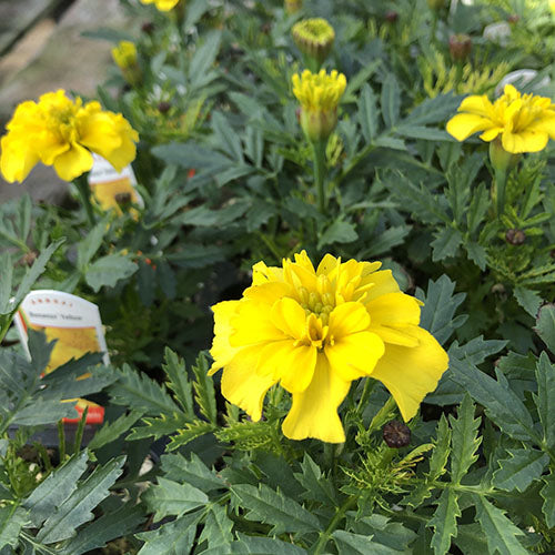 Marigold Bonanza™️ Yellow Pack