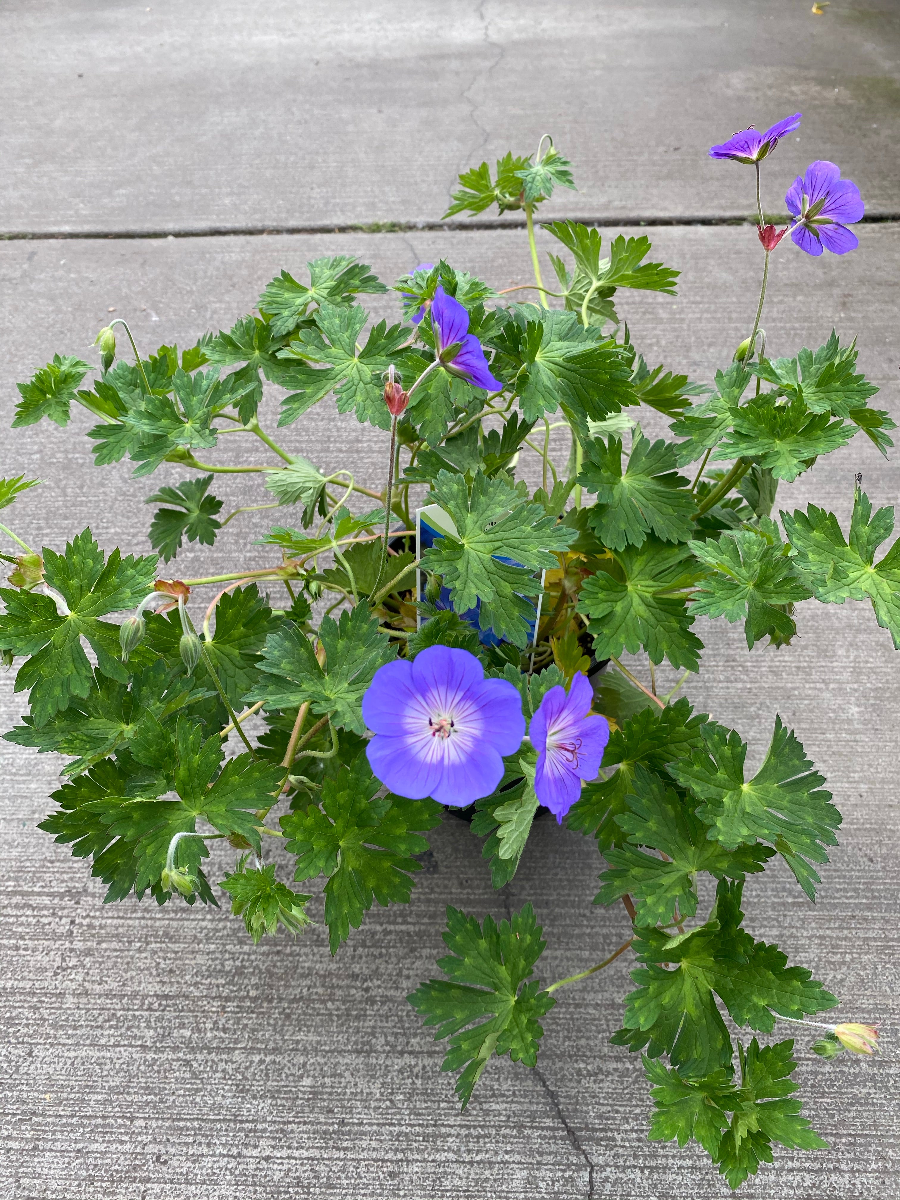 Geranium Rozanne 1G