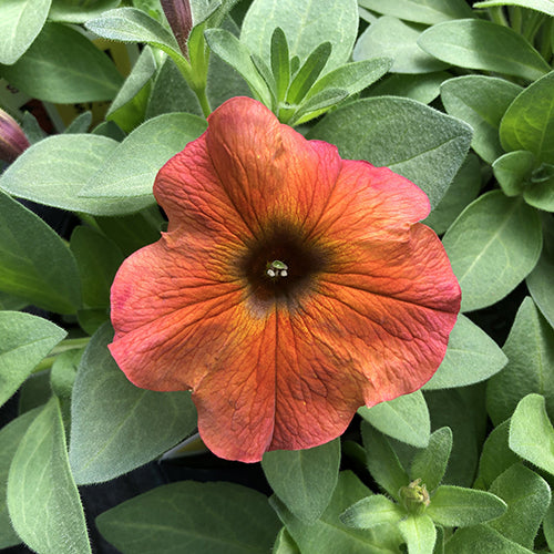 Watson's Greenhouse 