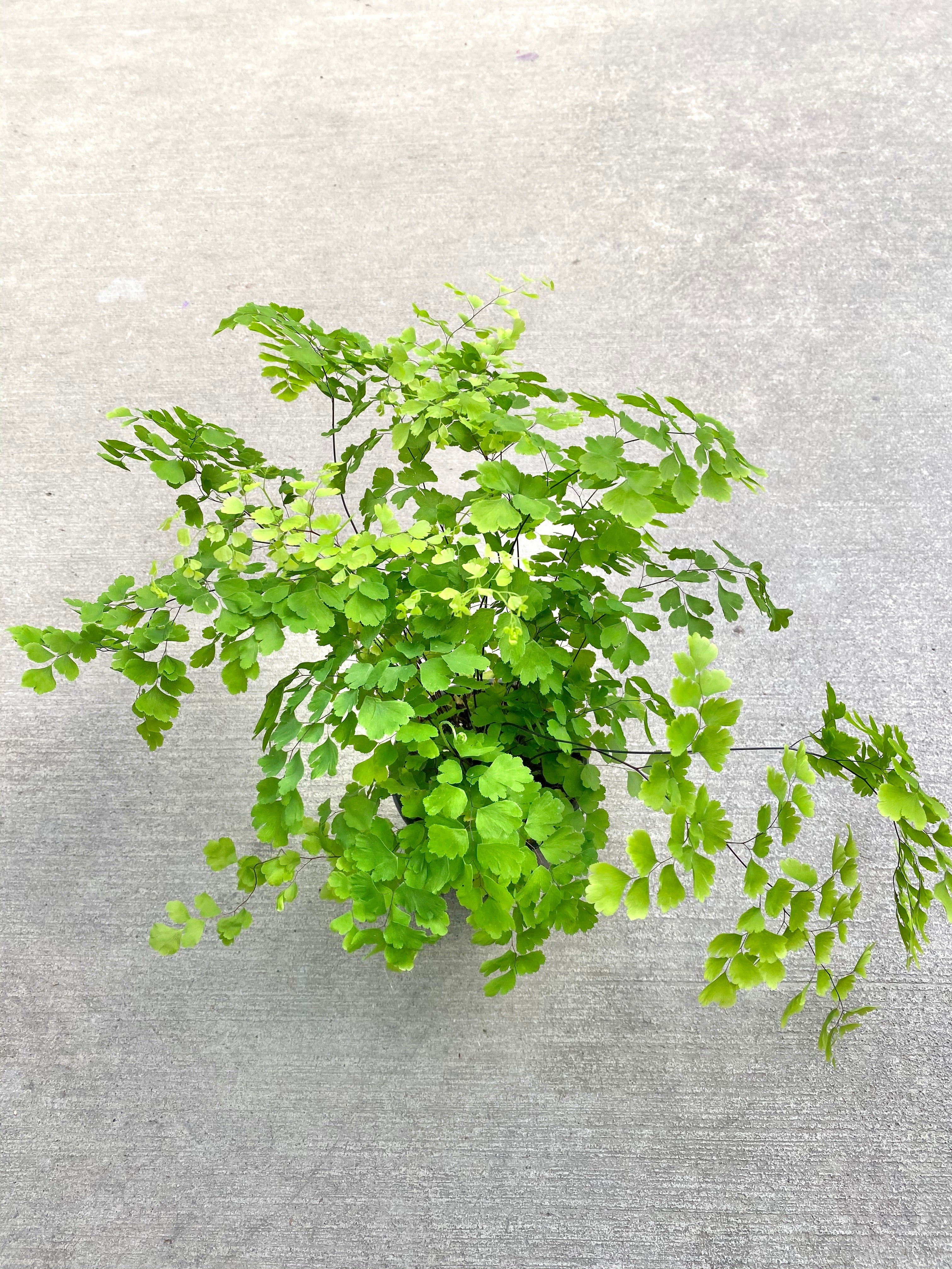 Maidenhair Fern 4”