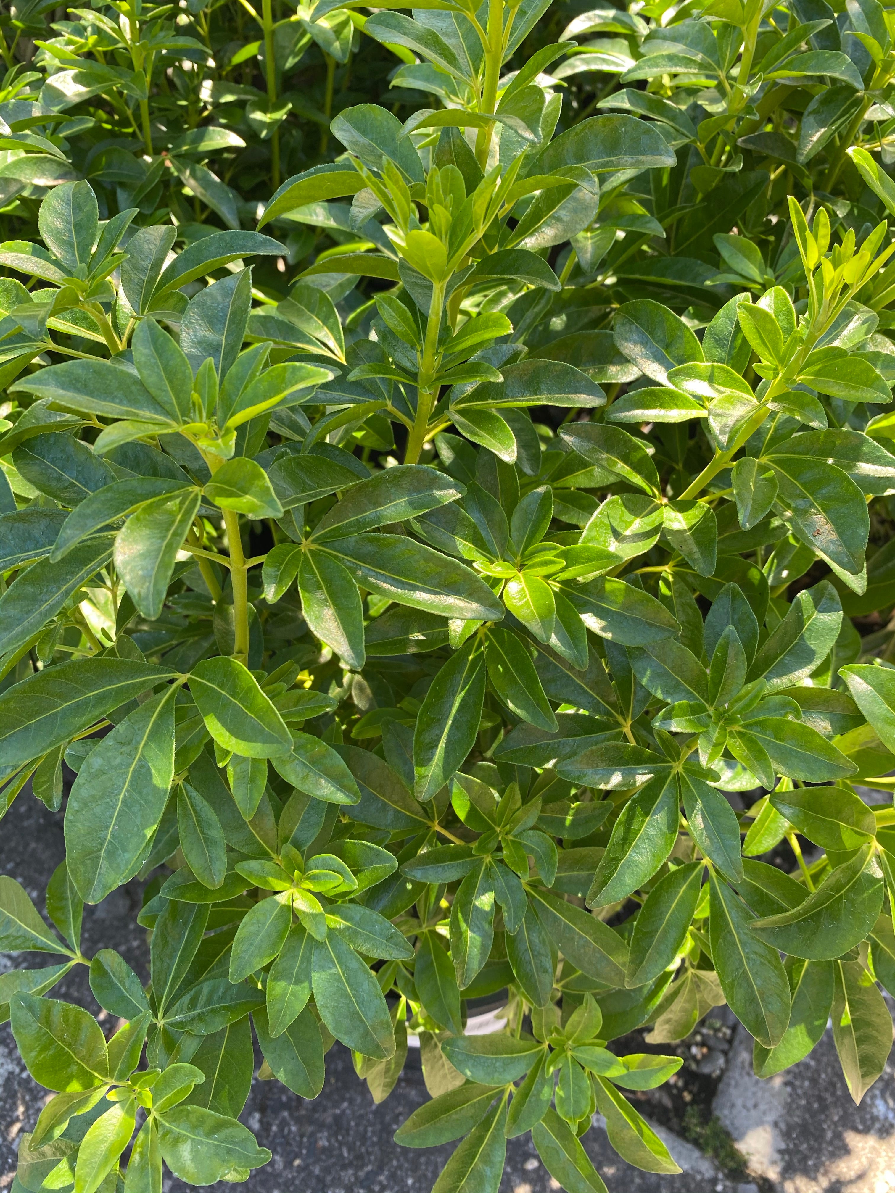 Choisya ‘Ternata’