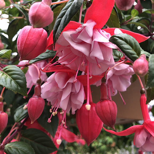 Fuchsia | White Eyes 4"
