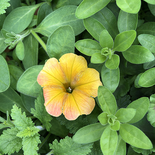 Petunia Supertunia® Honey 4.5