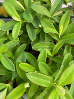 Creeping St. John's Wort 4"