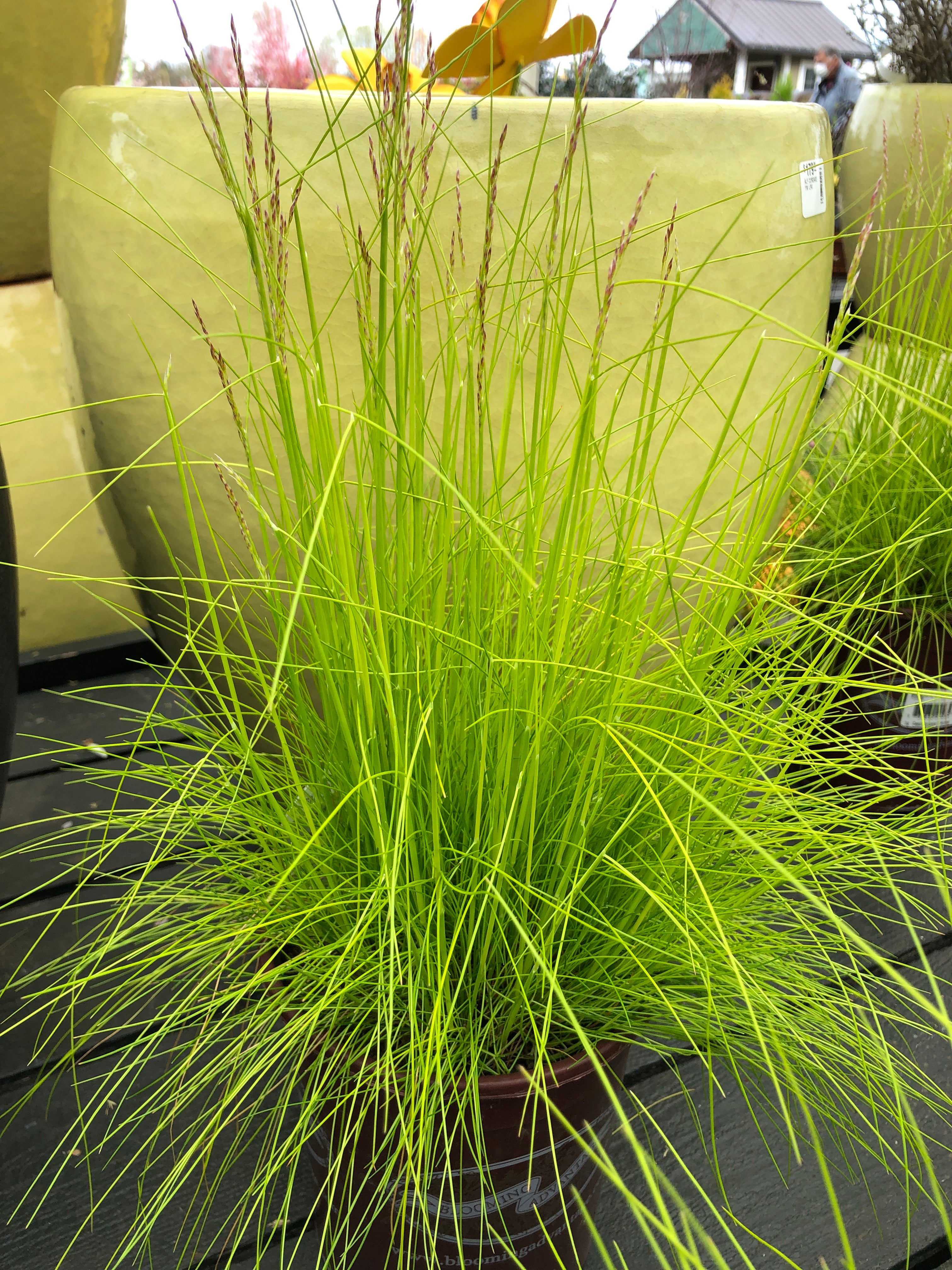 Deschampsia Aurea 1G