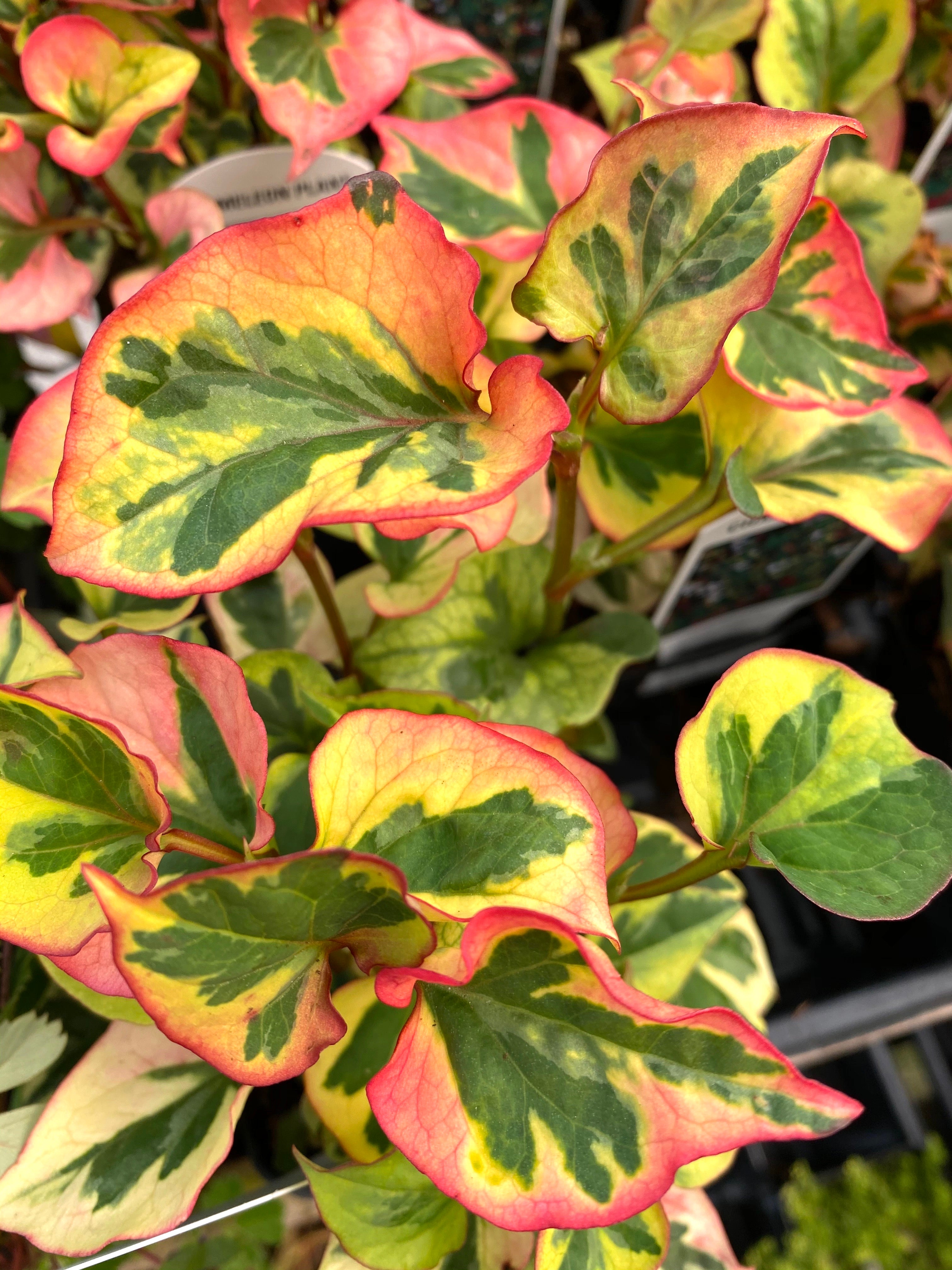 Watson's Greenhouse 