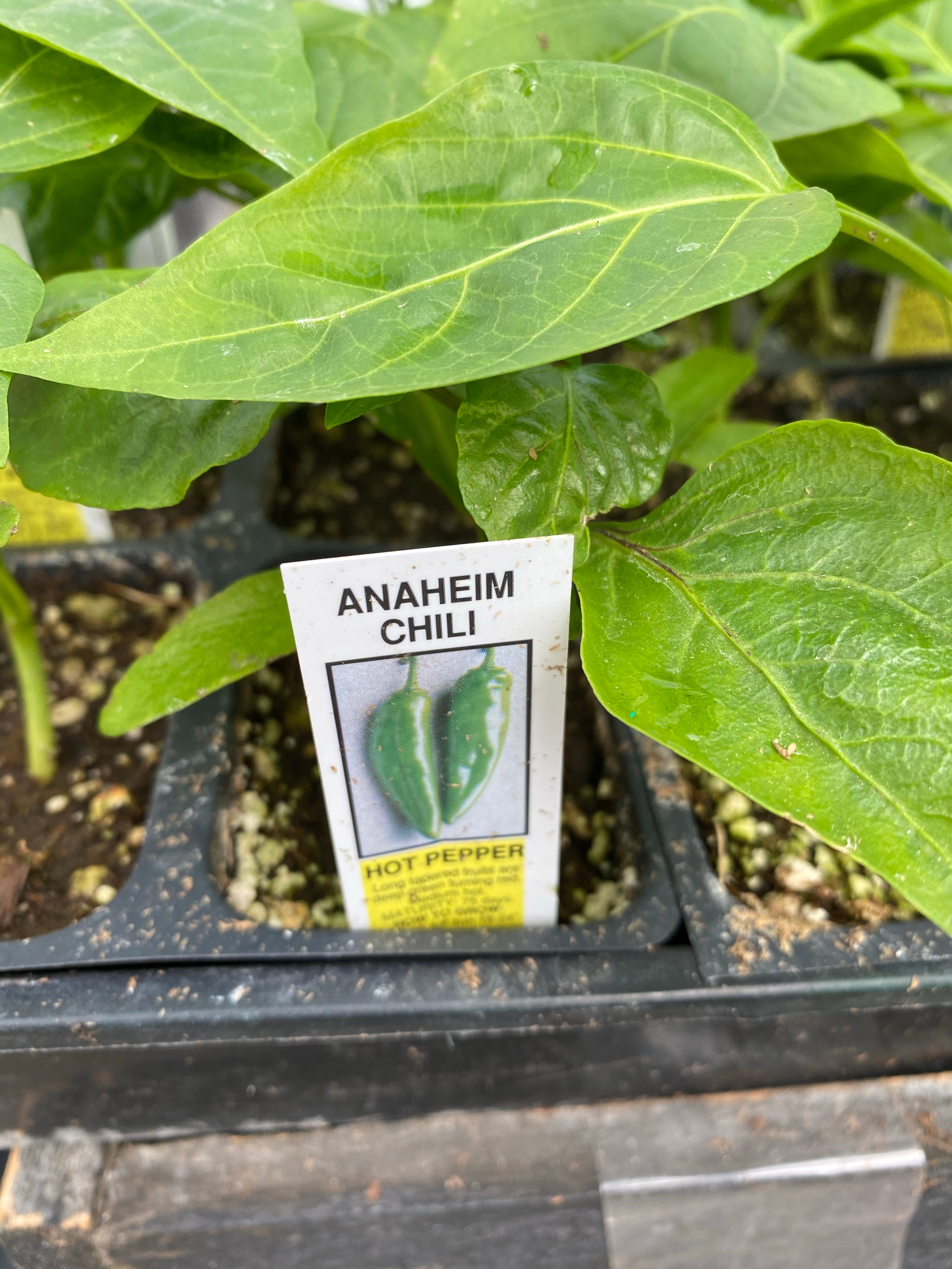 Watson's Greenhouse 