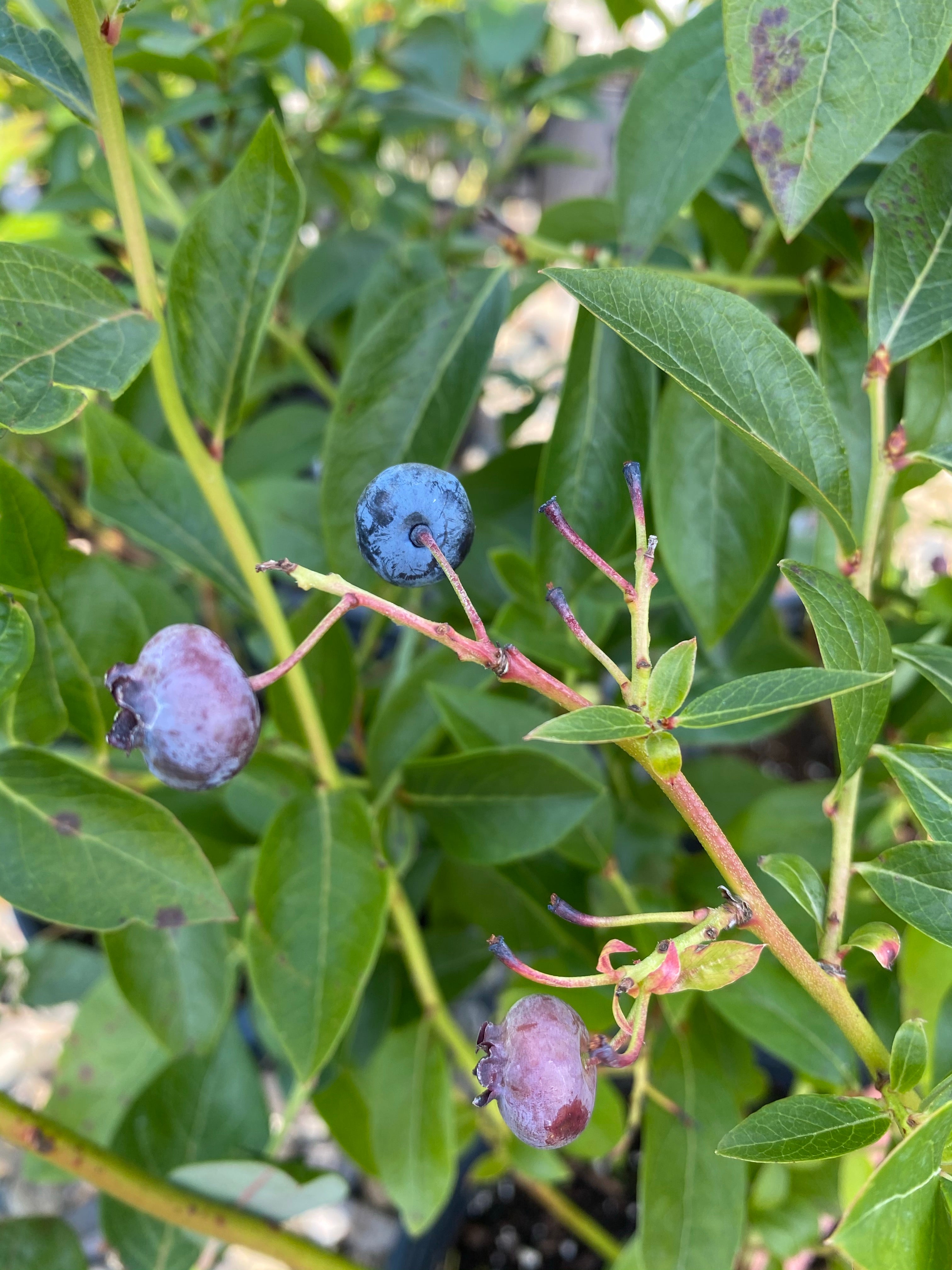 Blueberry ‘Chandler’