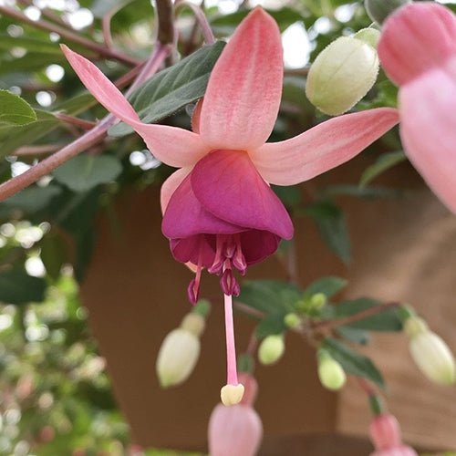 Fuchsia | Pink Campanella 4"