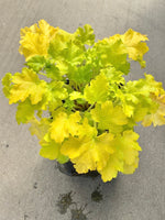 Heuchera 'Lime Marmalade'