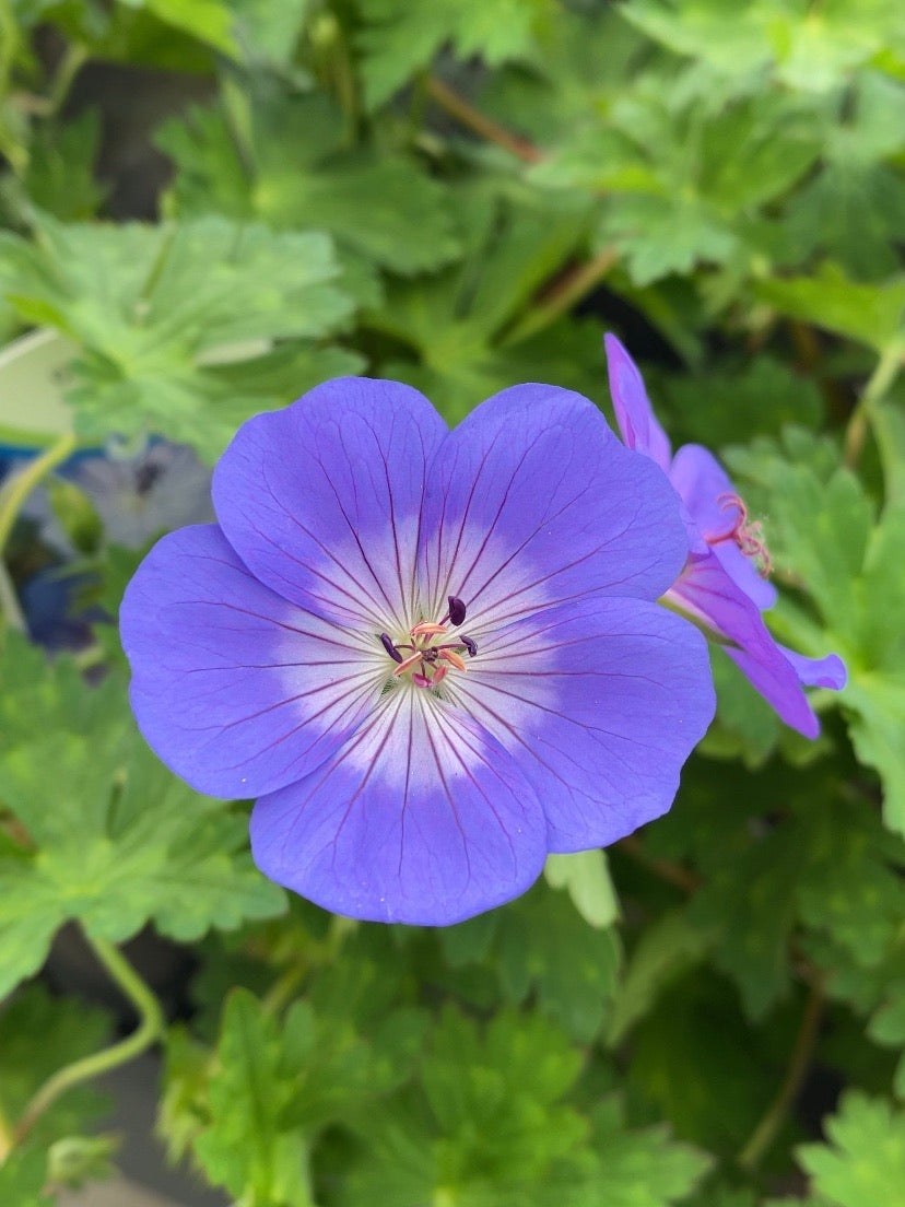 Geranium Rozanne 1G