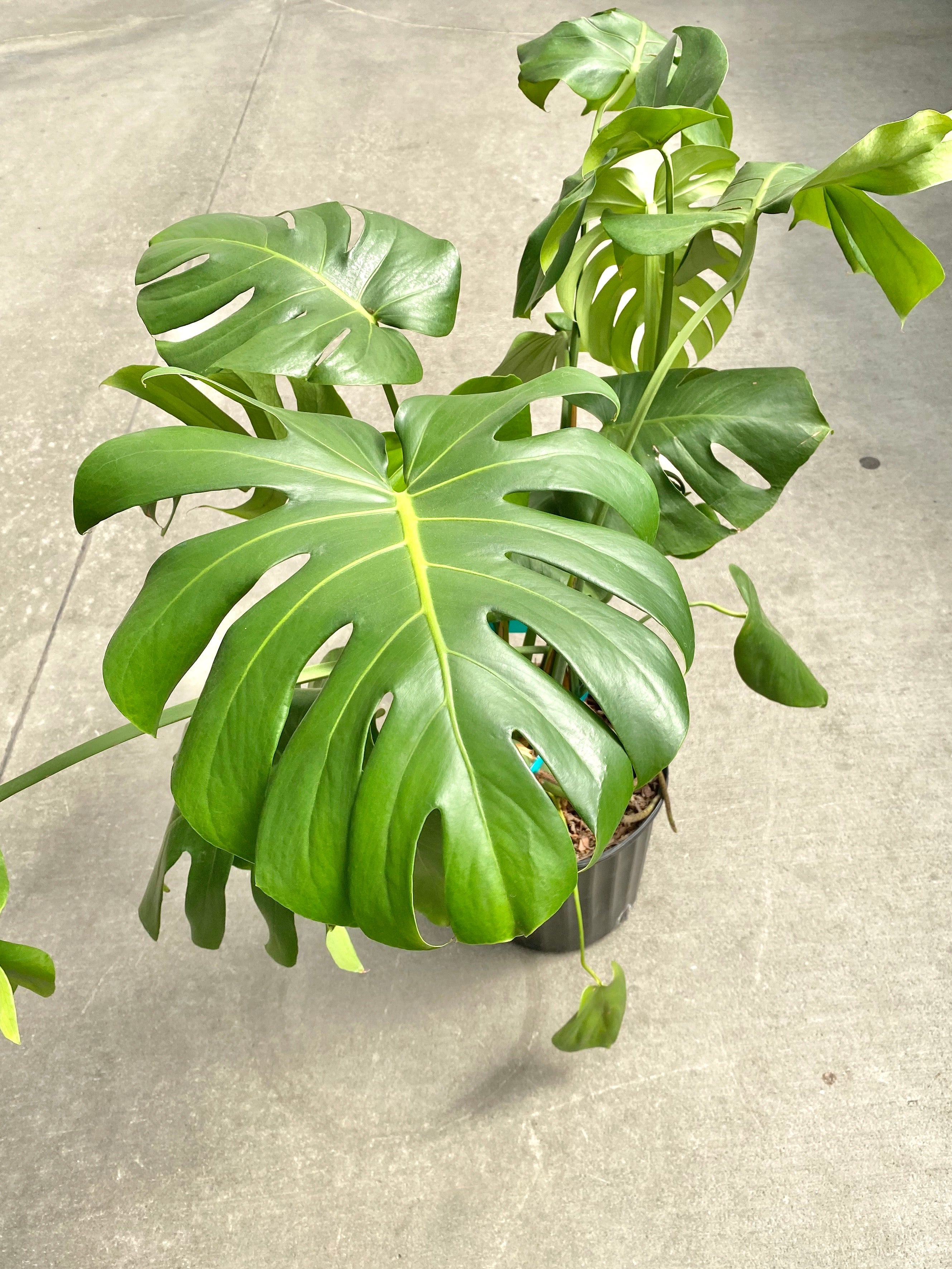 Philodendron Monstera Split Leaf 10”