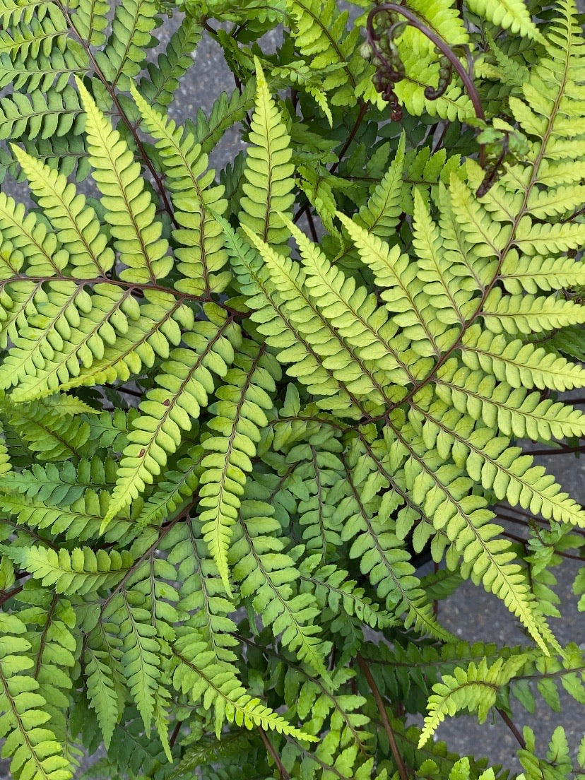 Athyrium Eared Lady Fern