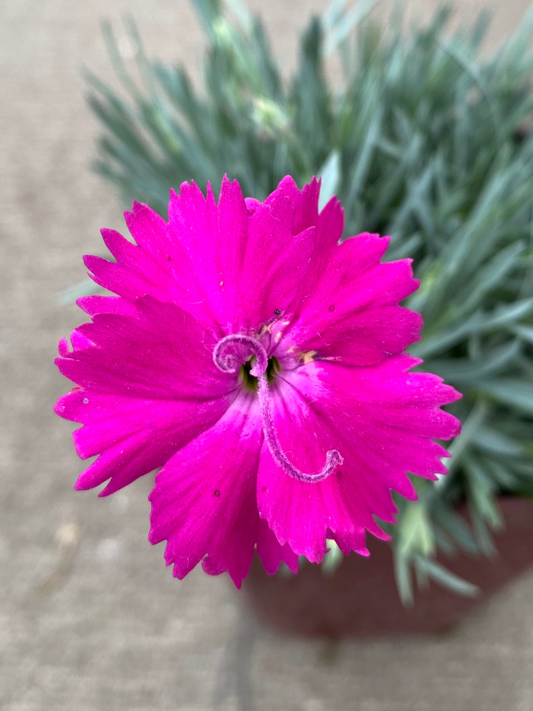 Dianthus Neon Star Qt.